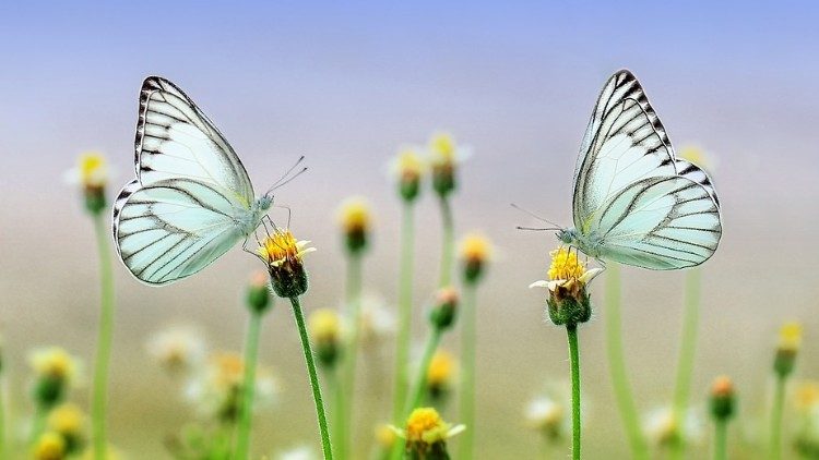 uma segunda Laudato si’ – Valledaostaglocal.it será publicada em 4 de outubro