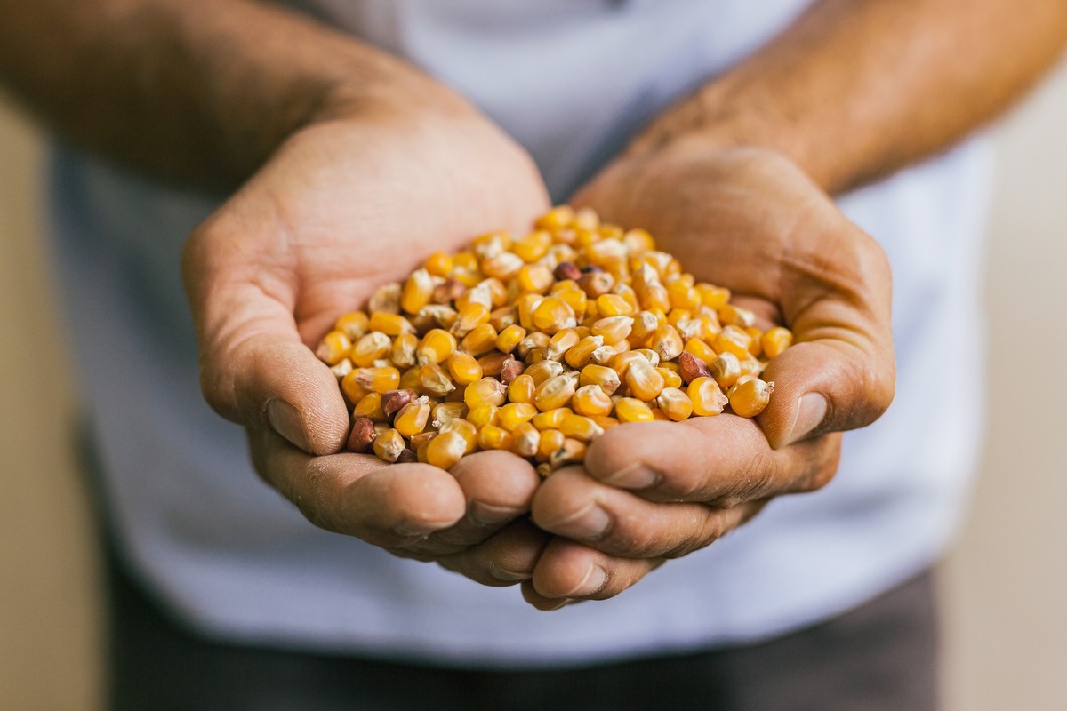 Biella, Azienda Agricola Vallini: dalla coltivazione di cereali alle farine  tra tradizione ed innovazione 