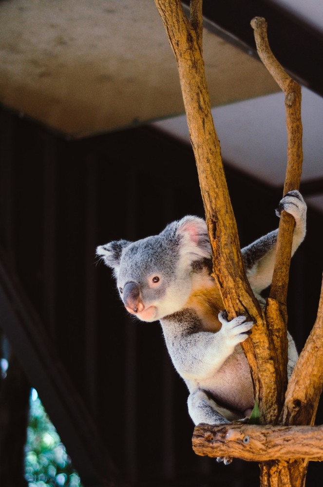 Adotta un koala con il WWF: sostenere una specie ancora in pericolo dopo gli incendi 2019-20 in Australia