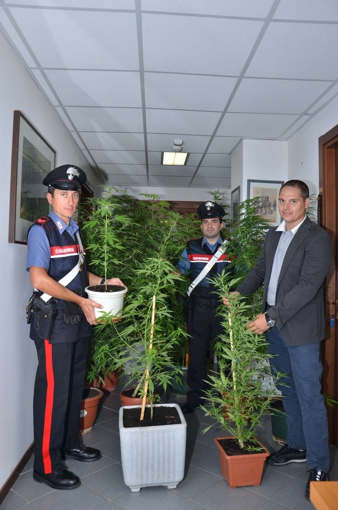 Alcune delle piante di marijuana sequestrate ad Aosta