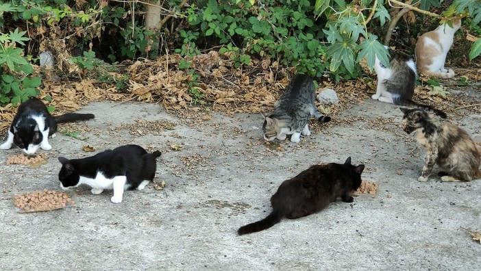 Gestione dei gatti del territorio e delle colonie feline