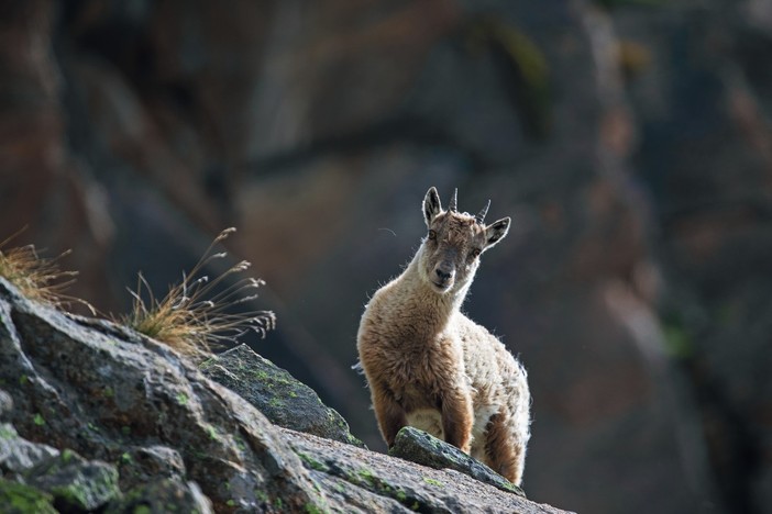 IBEX. De sa survie dans le Parc National du Grand Paradis en Vallée d’Aoste à symbole des Alpes