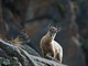 IBEX. De sa survie dans le Parc National du Grand Paradis en Vallée d’Aoste à symbole des Alpes