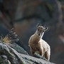 IBEX. De sa survie dans le Parc National du Grand Paradis en Vallée d’Aoste à symbole des Alpes