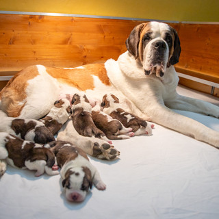 Sette adorabili cuccioli di San Bernardo