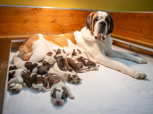 Sette adorabili cuccioli di San Bernardo