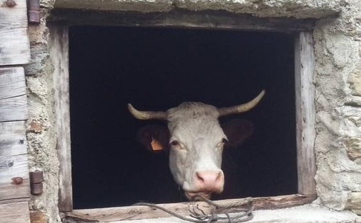 Nuove modalità di concessione degli aiuti agricoli