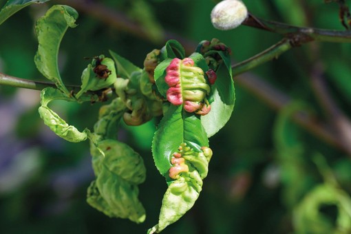 Giornata formativa sulla difesa delle piante ornamentali e forestali