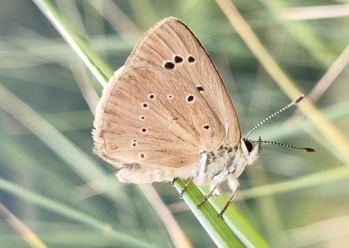 Polyommatus-humedasae