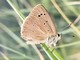 Polyommatus-humedasae