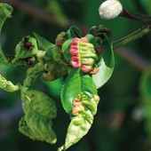 Giornata formativa sulla difesa delle piante ornamentali e forestali