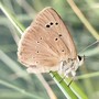 Polyommatus-humedasae