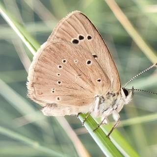 Polyommatus-humedasae