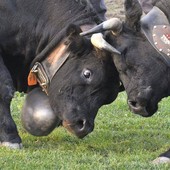 Batailles de Reines: Tutto pronto per il  68° Concours Régional