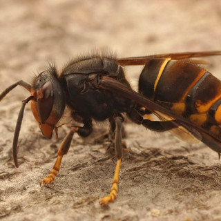 Corso di formazione per il riconoscimento e la neutralizzazione della specie invasiva Vespa velutina