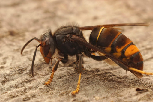 Corso di formazione per il riconoscimento e la neutralizzazione della specie invasiva Vespa velutina