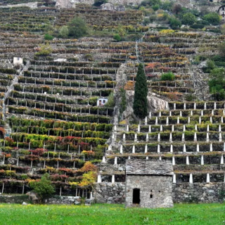 Confronto sul Futuro del vino valdostano tra sfide e opportunità per il settore vitivinicolo