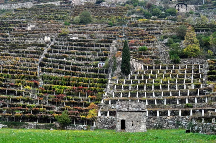 Confronto sul Futuro del vino valdostano tra sfide e opportunità per il settore vitivinicolo