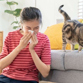 Cane e gatto: i sintomi dell’allergia
