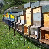Al via le domande per accedere agli aiuti in apicoltura