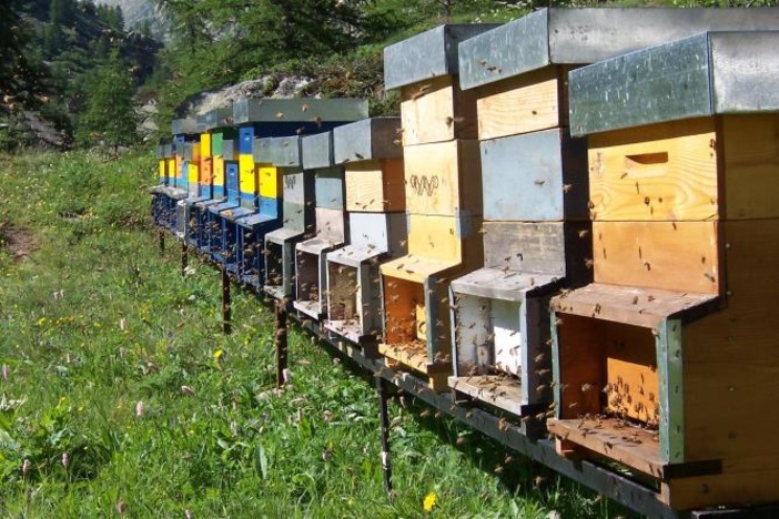 Nuoni fondi a sostegno dell’apicoltura