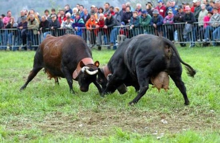 Cambio di Calendario per il Concours Batailles de Reines: Nuove misure di sicurezza contro la bluetongue