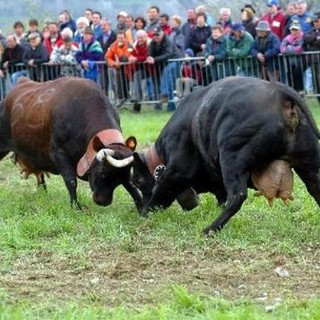 Cambio di Calendario per il Concours Batailles de Reines: Nuove misure di sicurezza contro la bluetongue