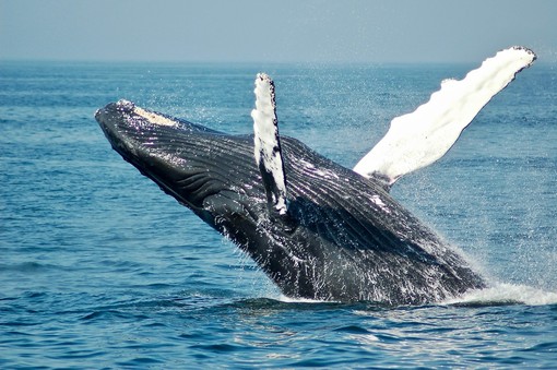 Perchè le balene e la loro salvaguardia sono fondamentali per i nostri oceani