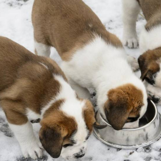 I cani San Bernardo alla 2019° Foire de Saint-Ours