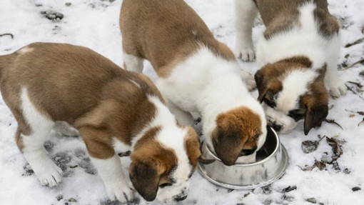 I cani San Bernardo alla 2019° Foire de Saint-Ours