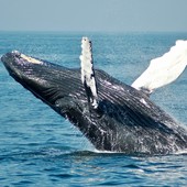 Perchè le balene e la loro salvaguardia sono fondamentali per i nostri oceani