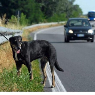 Dal cuore al guinzaglio, la legge si fa più dura contro l'abbandono dei cani