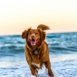 I principali miti da sfatare sulla gestione di un cane