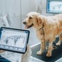 Veterinario di base e bonus animali, un aiuto per i proprietari over 65