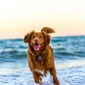 I principali miti da sfatare sulla gestione di un cane