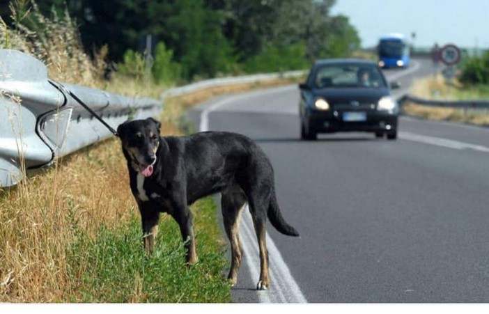 Dal cuore al guinzaglio, la legge si fa più dura contro l'abbandono dei cani