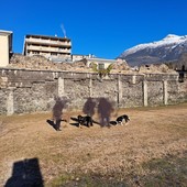 Aosta: Aggredito da due cani e insultato dai proprietari