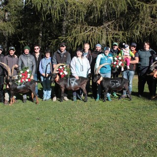 Batailles de chevres: A Challand-Saint-Anselme grande spettacolo