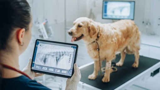 Veterinario di base e bonus animali, un aiuto per i proprietari over 65