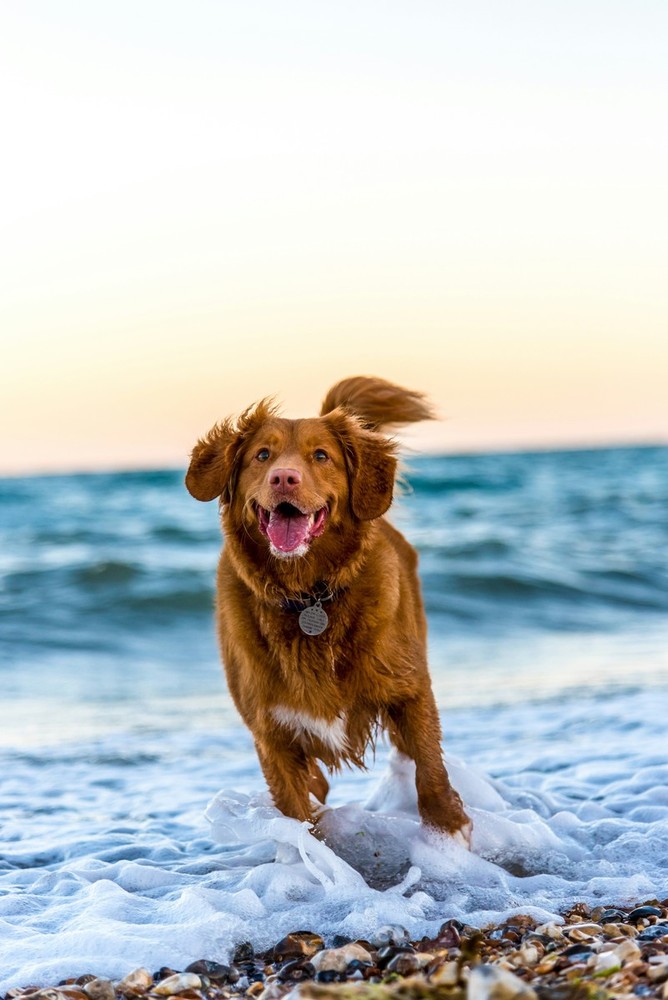 I principali miti da sfatare sulla gestione di un cane