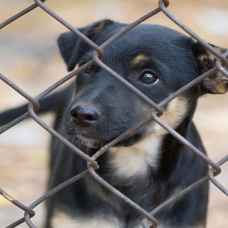 #SENONTIPORTONONPARTO: LO SPOT DELLA POLIZIA DI STATO CONTRO L’ABBANDONO DEGLI ANIMALI