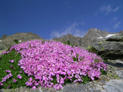 ph. Parco Nazionale Gran Paradiso