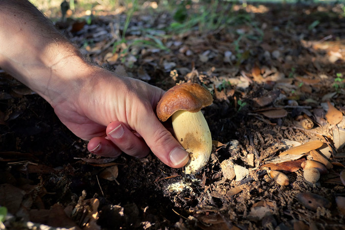 ATTIVATO LO SPORTELLO PER IL CONTROLLO GRATUITO  DELLA COMMESTIBILITÀ DEI FUNGHI  RACCOLTI DA PRIVATI CITTADINI