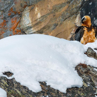 Protezione severa per il Gipeto, salvaguardato il suo nido tra le cascate di ghiaccio nel Parco del Gran Paradiso