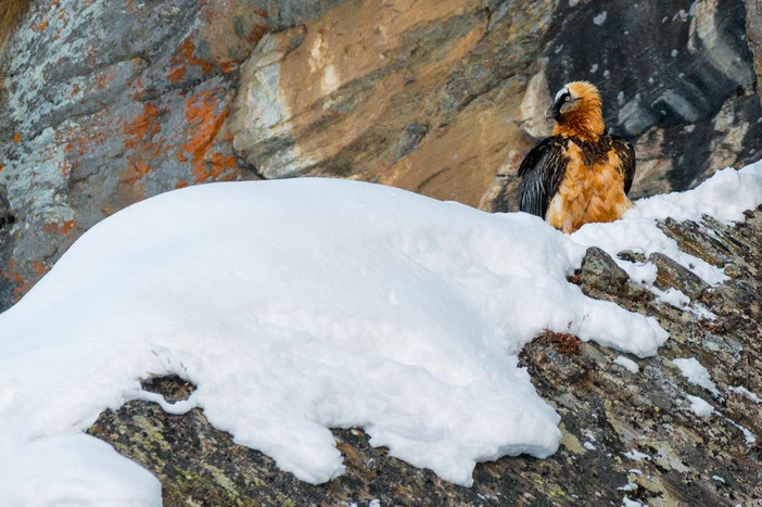 Protezione severa per il Gipeto, salvaguardato il suo nido tra le cascate di ghiaccio nel Parco del Gran Paradiso