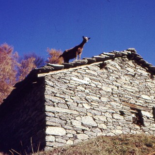 Una capra sul tetto poco sopra l'Ecot (ph: L. Marchisio)