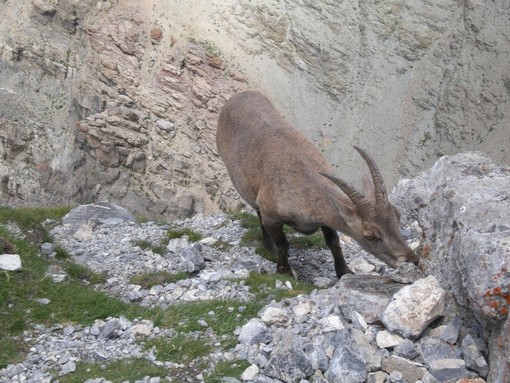 Camoscio al pascolo a vallee della Cima della Vacca