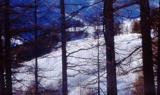 Sole tra i larici verso il Col d’Abriès in inverno - Le foto sono Lodovico Marchisio