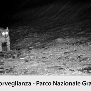 Nuovo avvistamento di lince nel cuore del Gran Paradiso - VIDEO