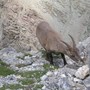 Camoscio al pascolo a vallee della Cima della Vacca